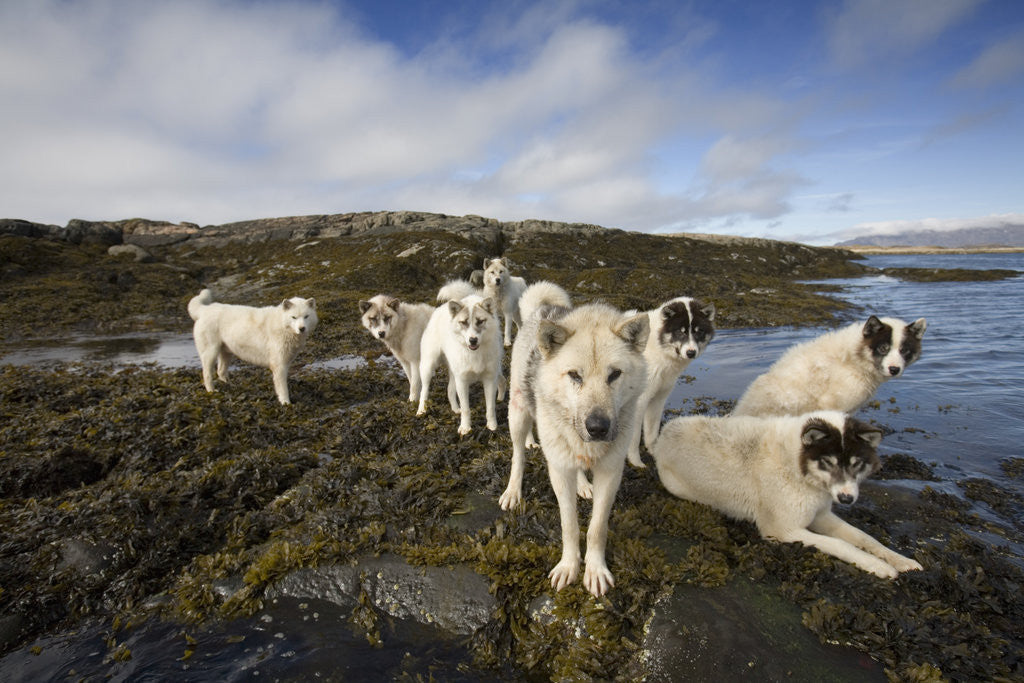 Detail of Pack of Sled Dogs by Anonymous