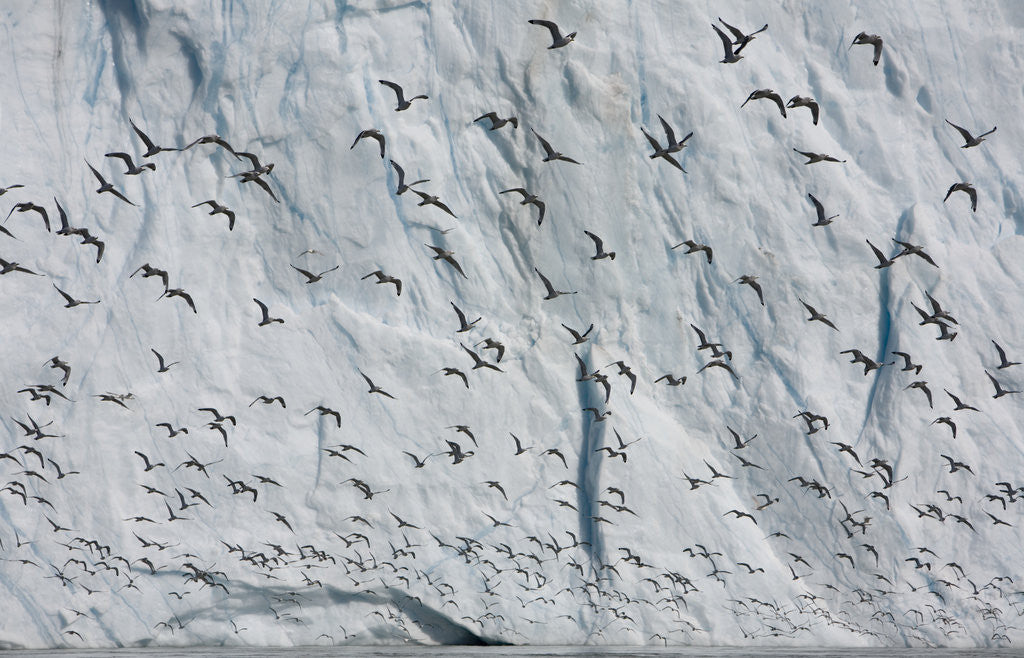 Detail of Seabirds and Equip Sermia Glacier by Corbis