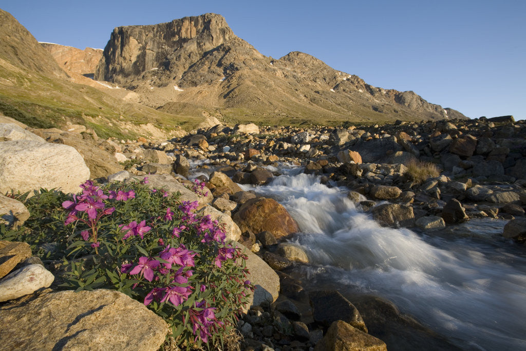 Detail of Fireweed Flowers Along Stream by Anonymous