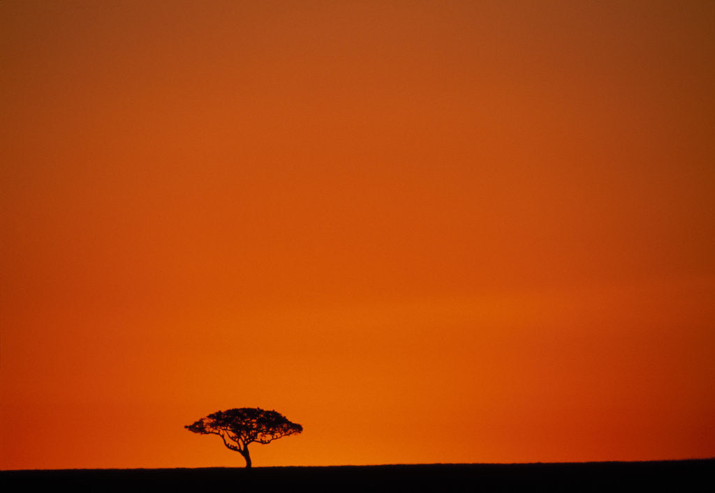 Detail of Lone Acacia Tree at Sunrise by Corbis