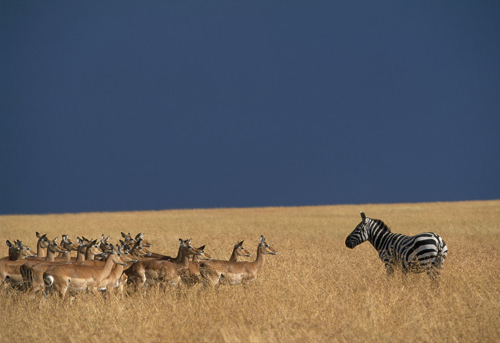 Detail of Herd of Impala Facing a Zebra on Savanna by Anonymous