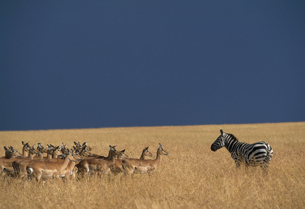 Detail of Herd of Impala Facing a Zebra on Savanna by Corbis