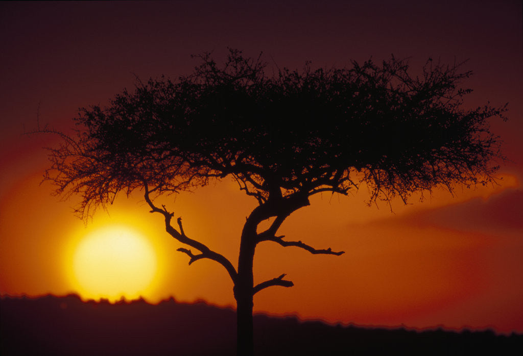 Detail of Acacia Tree at Sunset by Anonymous