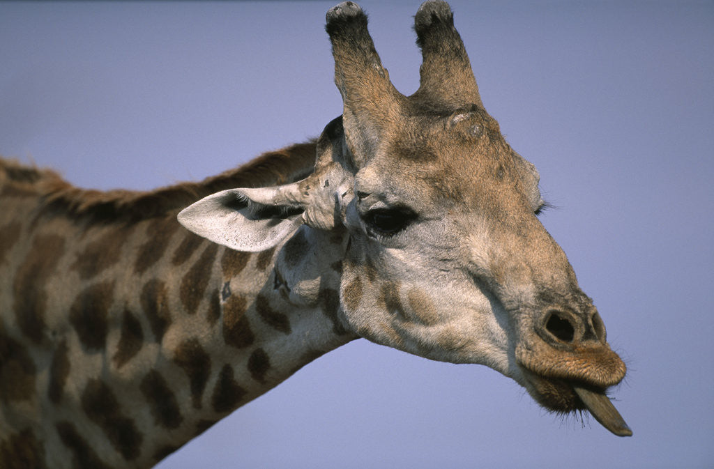 Detail of Giraffe Sticking Out Tongue by Anonymous