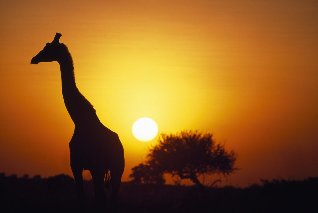 Detail of Silhouette of Giraffe at Sunrise by Anonymous
