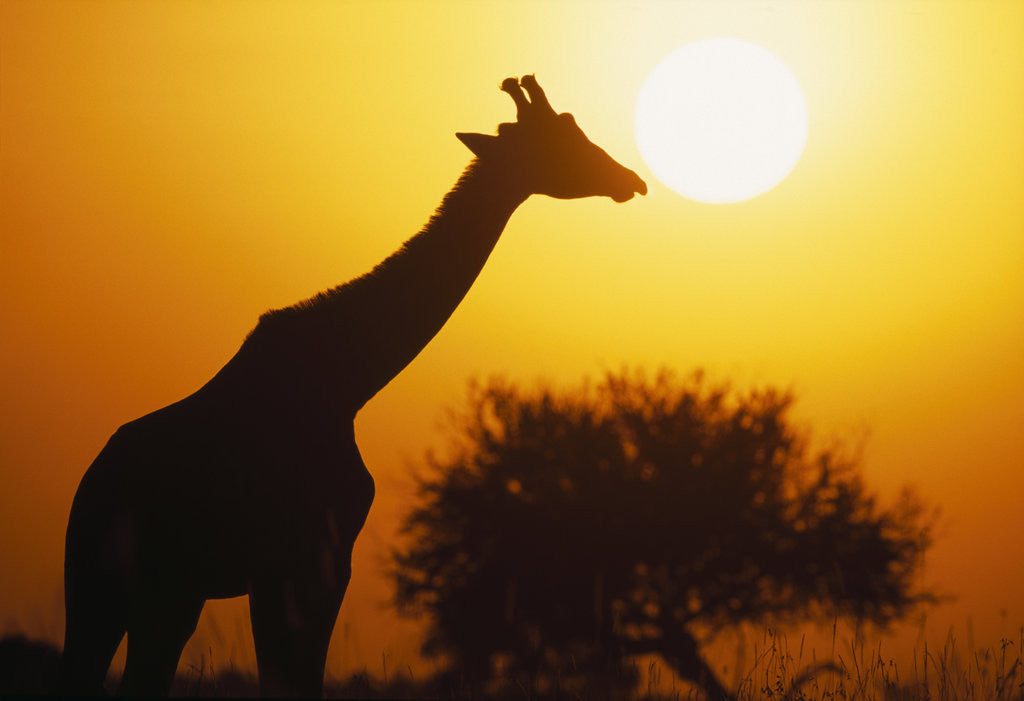 Detail of Silhouette of Giraffe at Sunrise by Corbis