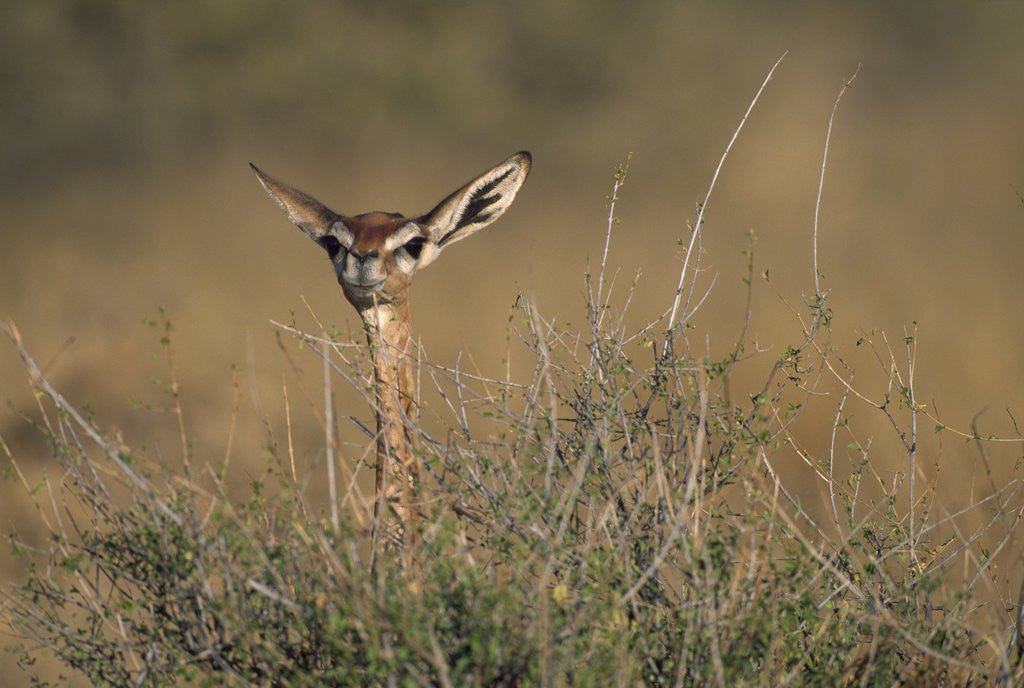 Detail of Female Gerenuk behind Bush by Anonymous