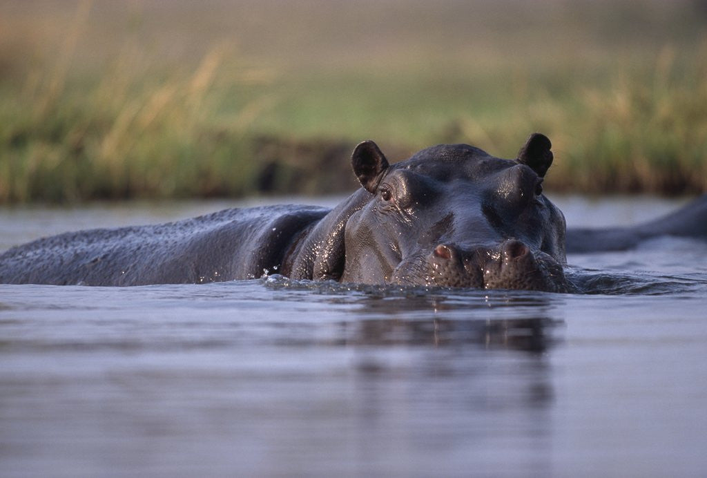 Detail of Hippopotamus in River by Anonymous