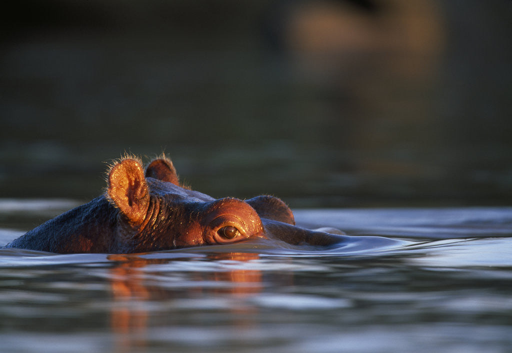 Detail of Hippopotamus in River by Corbis