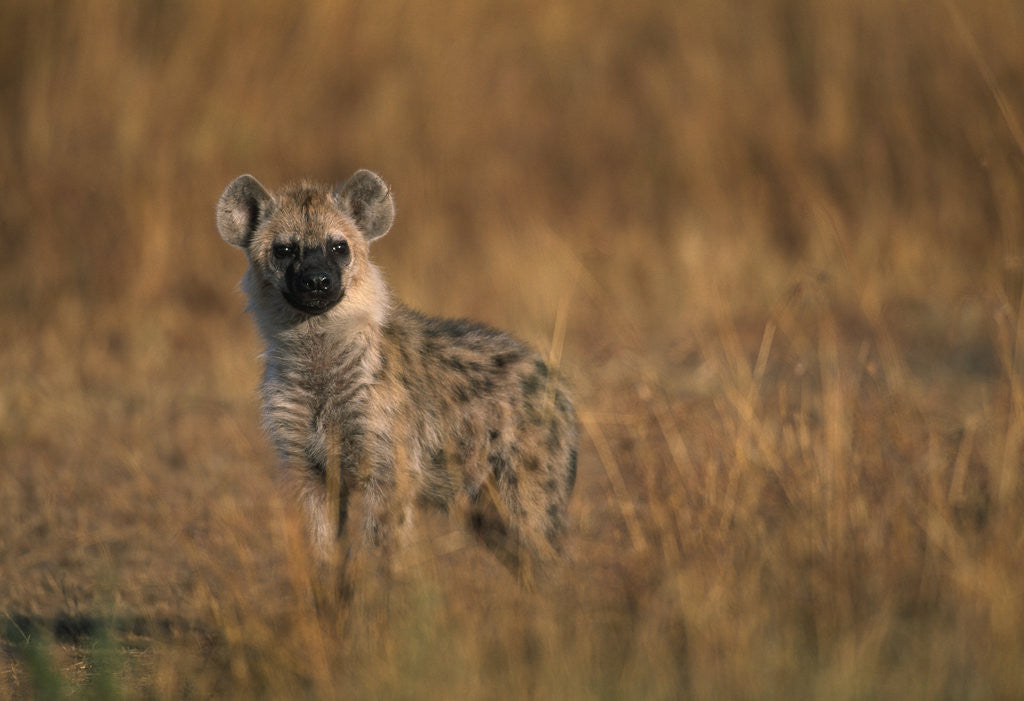 Detail of Spotted Hyena Pup by Corbis