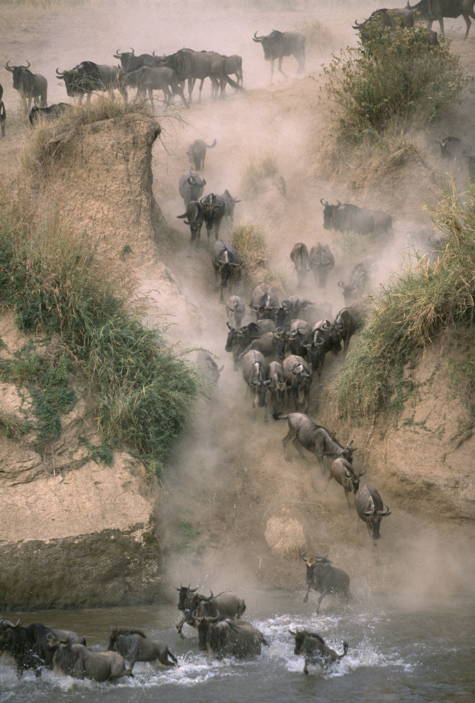 Detail of Wildebeests Running into River by Corbis