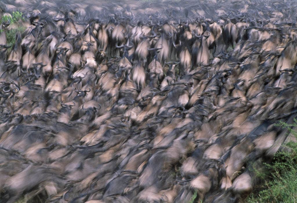 Detail of Wildebeest Migration by Anonymous