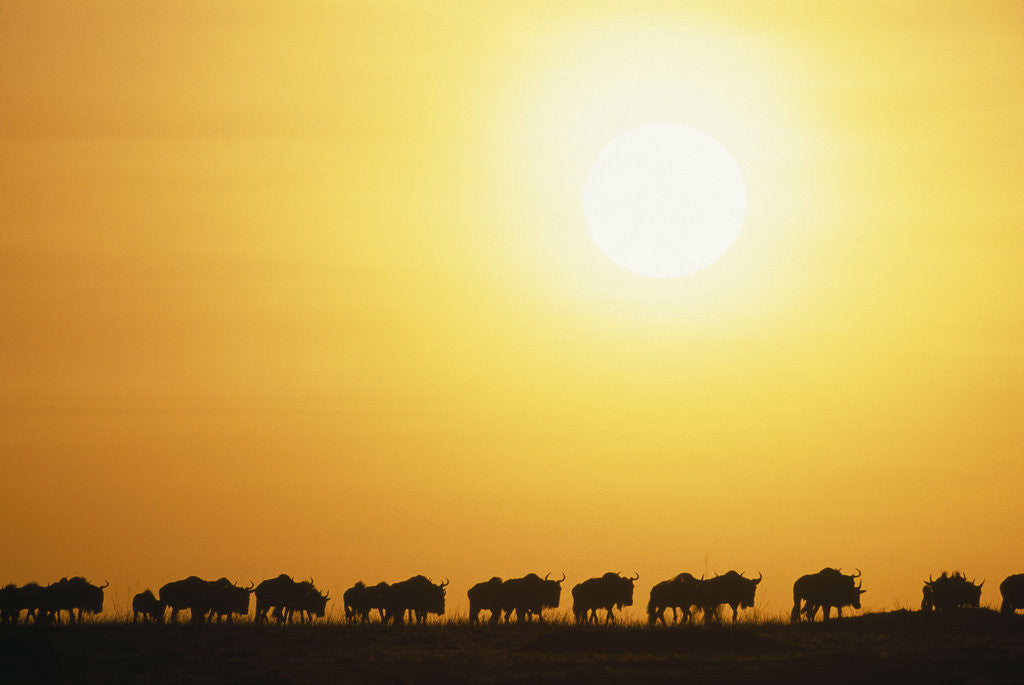 Detail of Morning Wildebeest Migration by Anonymous