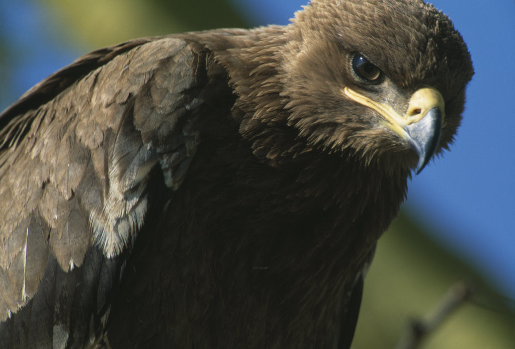 Detail of Close-up of Tawny Eagle by Anonymous