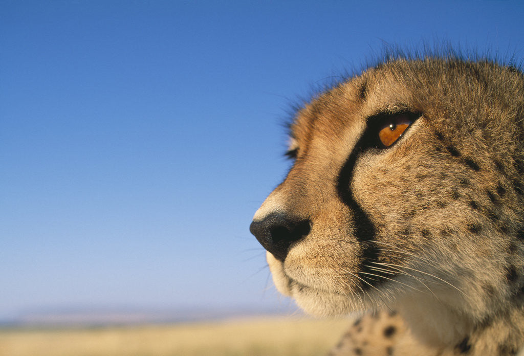 Detail of Close-up of Cheetah by Anonymous