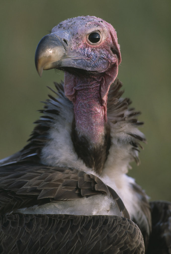 Detail of Close-up of Lappet-Faced Vulture by Anonymous