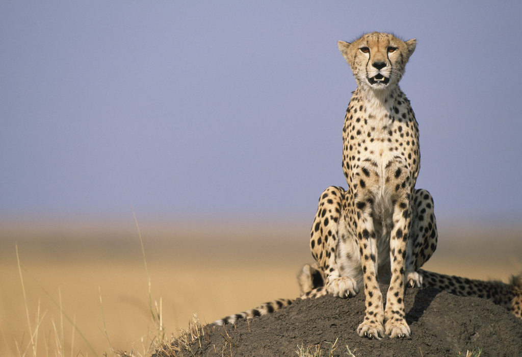 Detail of Cheetah on Termite Mound by Anonymous