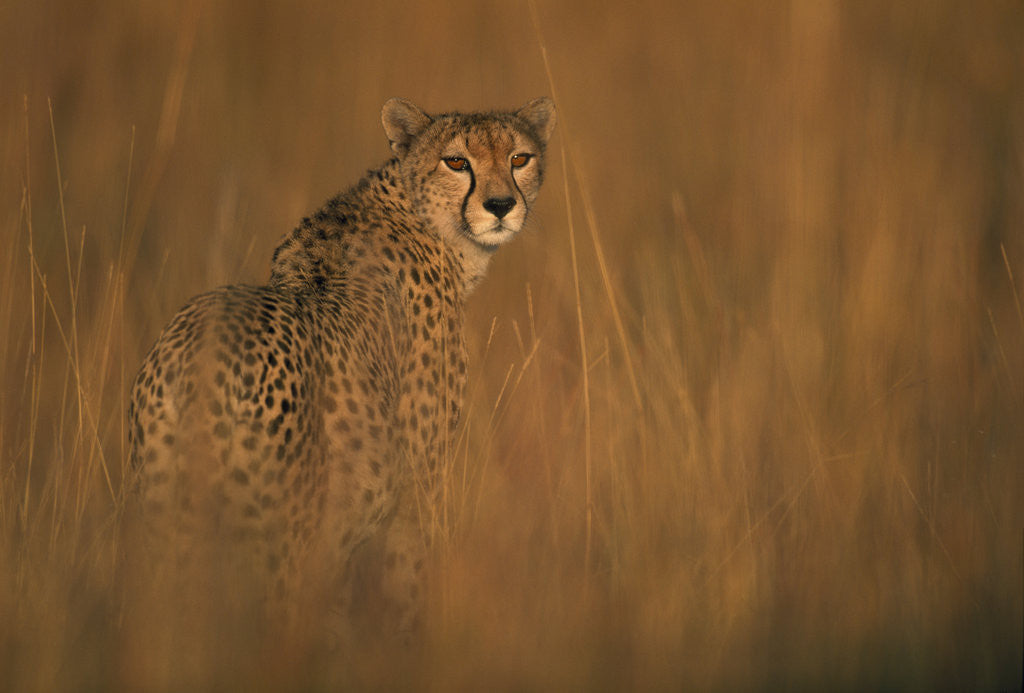 Detail of Cheetah in Grass by Anonymous