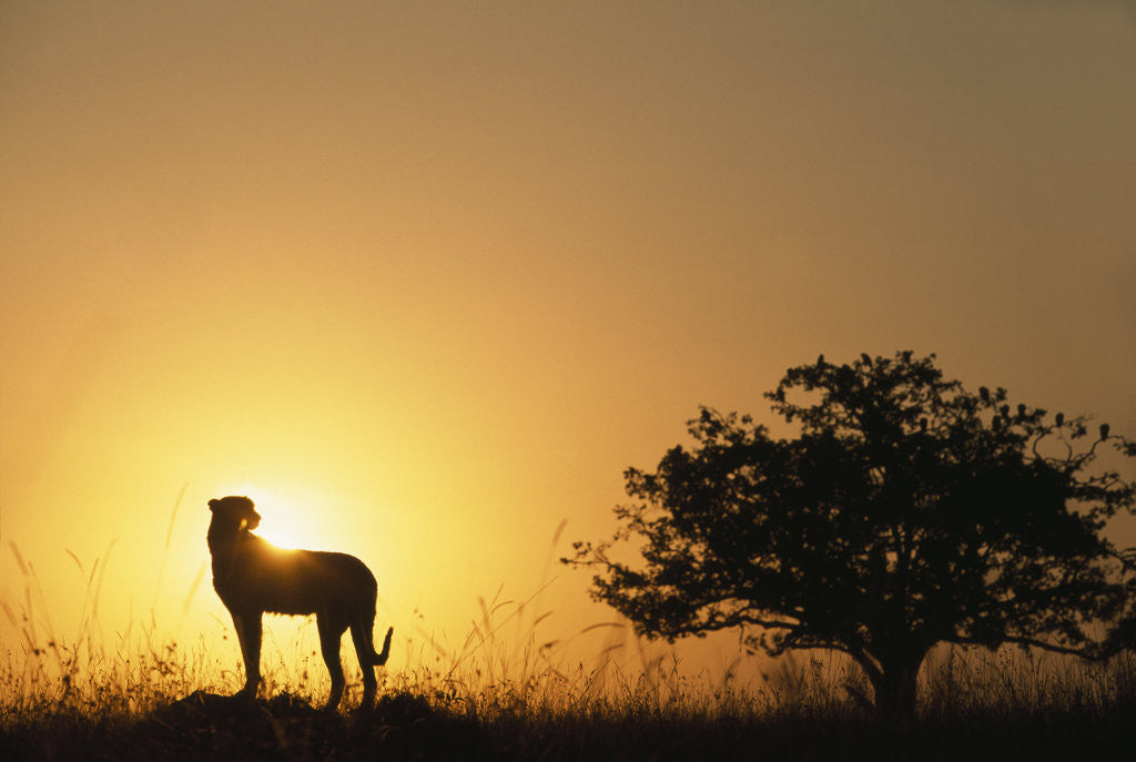 Detail of Silhouette of Cheetah and Tree by Anonymous