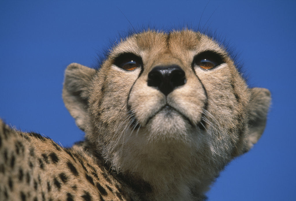 Detail of Close-up of Cheetah by Corbis