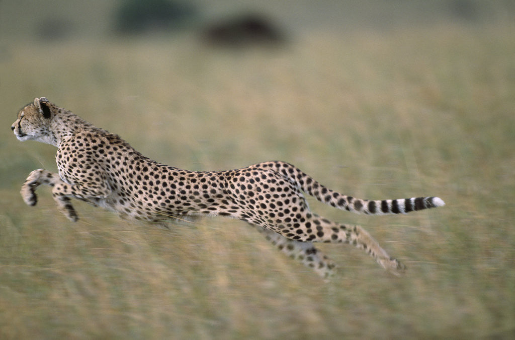 Detail of Leaping Cheetah in Grass by Anonymous