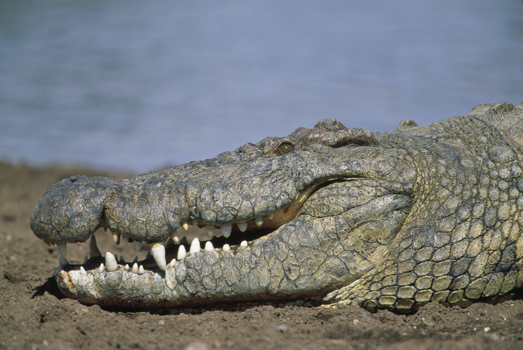 Detail of Close-up of Nile Crocodile by Anonymous