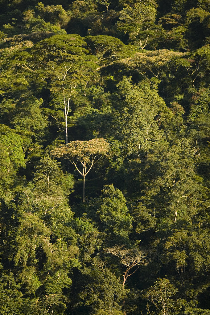 Detail of Rainforest Bwindi Impenetrable National Park by Corbis