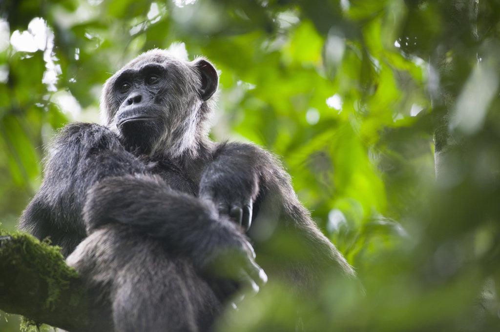 Detail of Chimpanzee in Tree by Anonymous