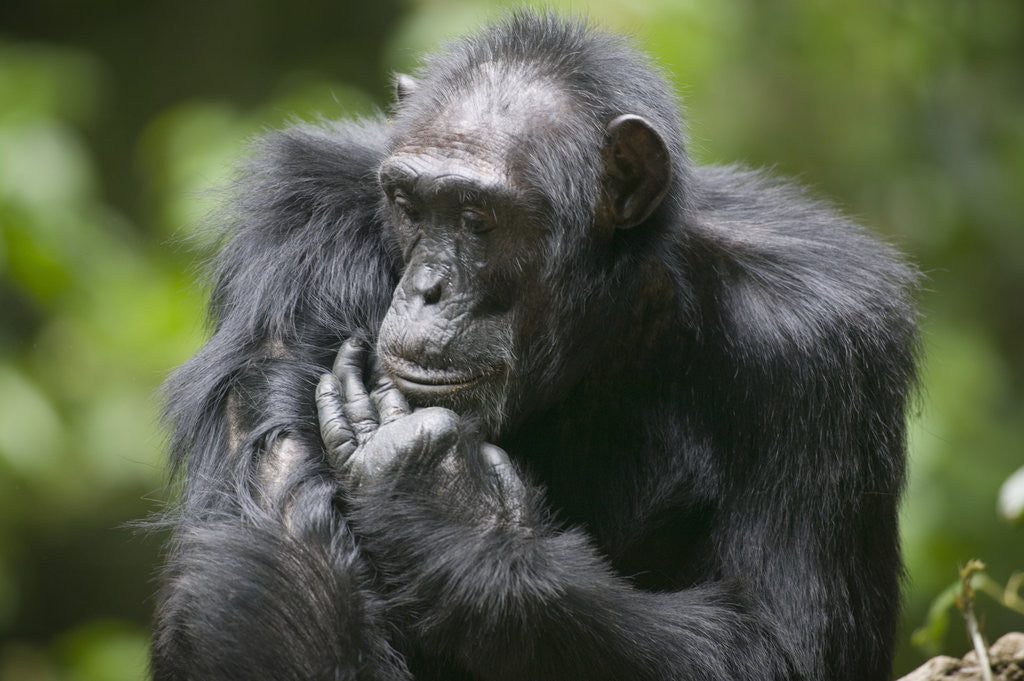 Detail of Chimpanzee by Anonymous