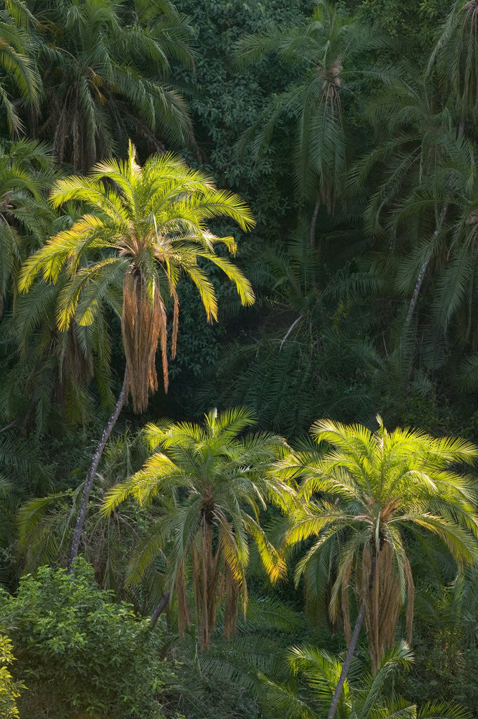 Detail of Palm Trees Along Zambezi River by Corbis