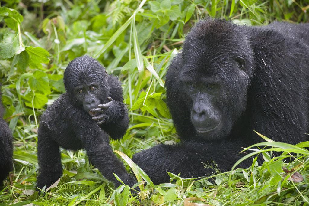 Detail of Baby Mountain Gorilla with Adult Male by Anonymous