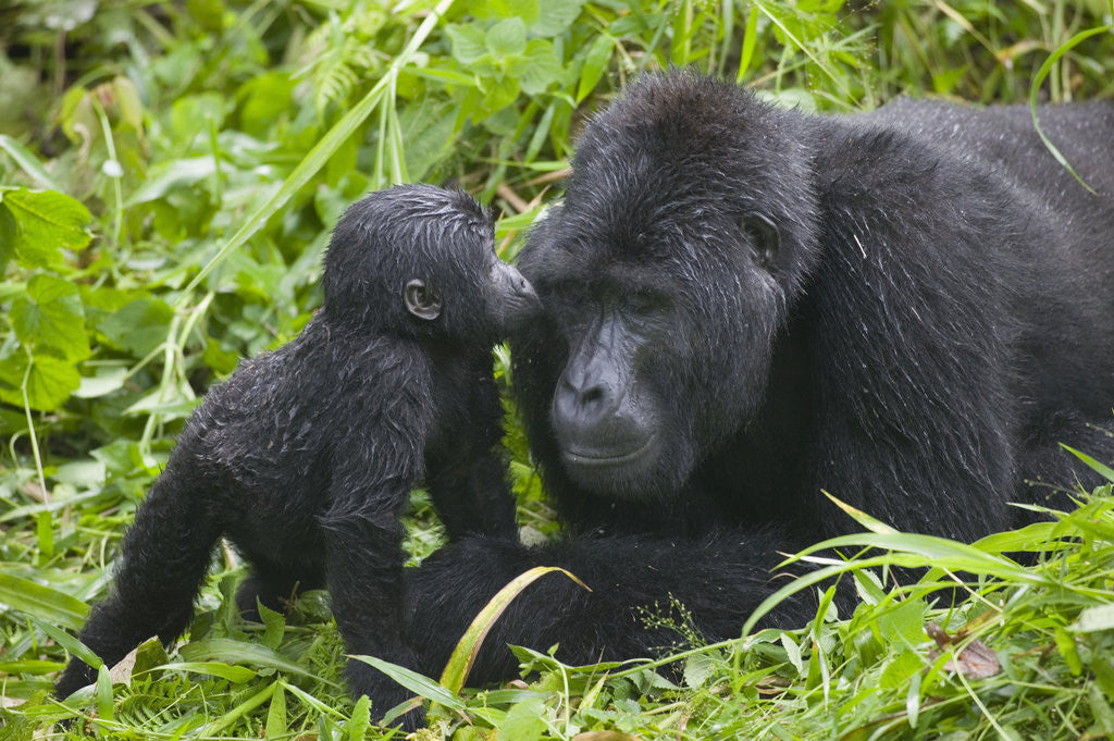 Detail of Baby Gorilla Kisses Silverback Male by Corbis
