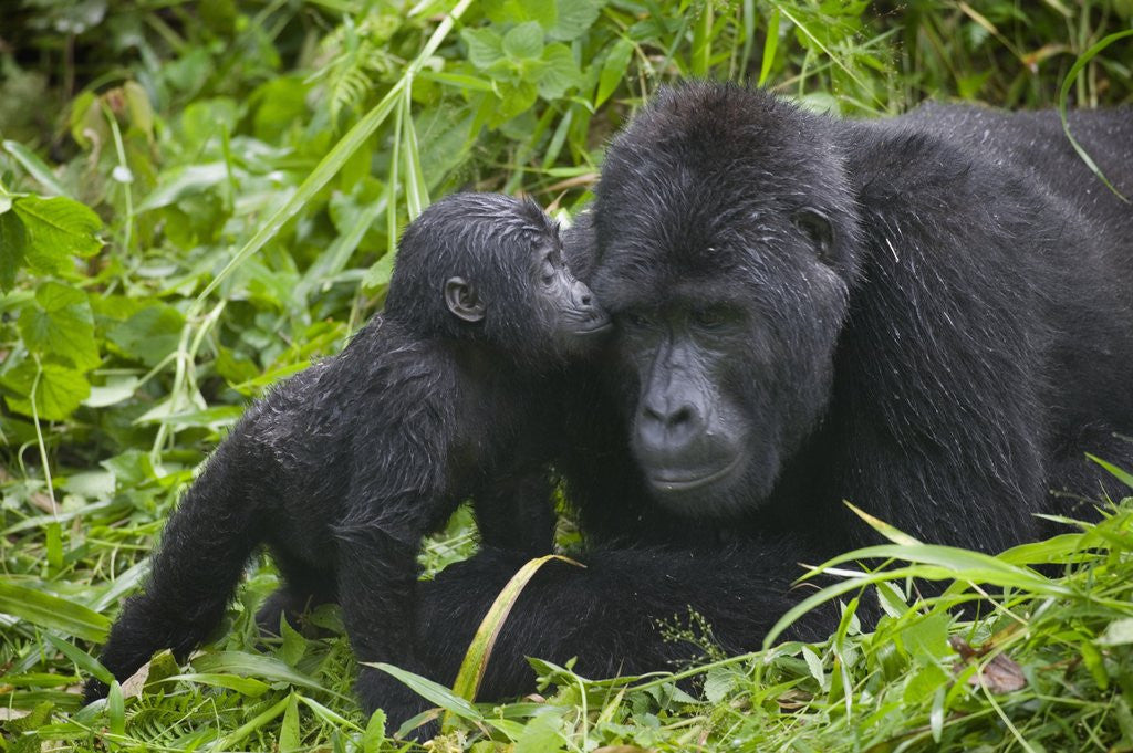 Detail of Baby Gorilla Kisses Silverback Male by Corbis