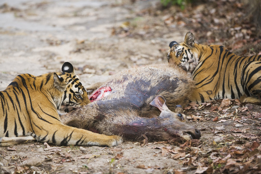 Detail of Two Bengal Tigers Feeding on Fresh Sambar Deer Kill by Anonymous