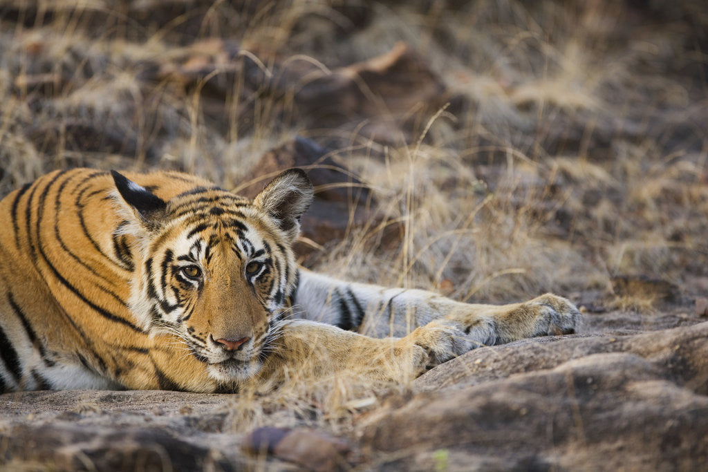 Detail of Bengal Tiger Cub Lying on Rocky Ground by Anonymous