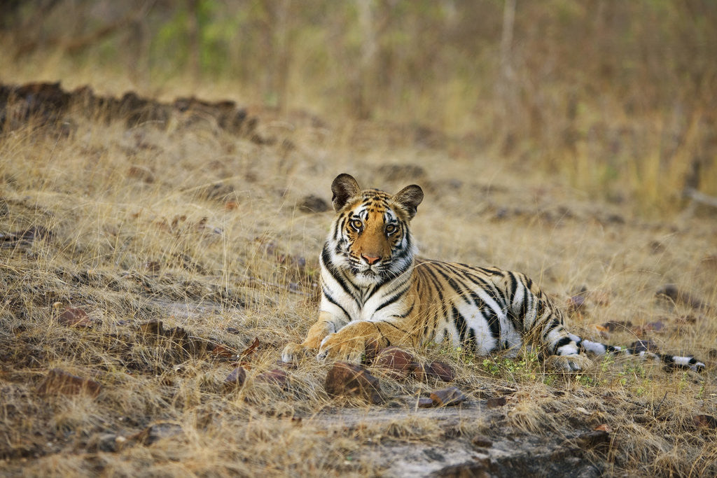 Detail of Bengal Tiger Cub Resting on Rocky Ground by Anonymous
