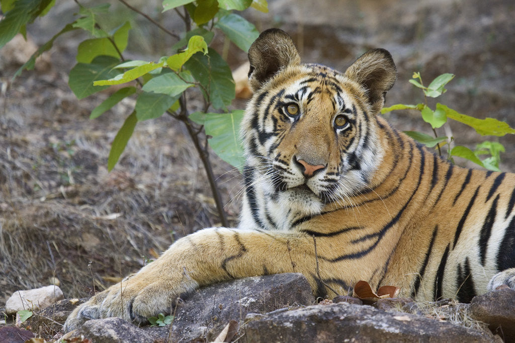 Detail of Bengal Tiger Cub Lying on Rock by Anonymous