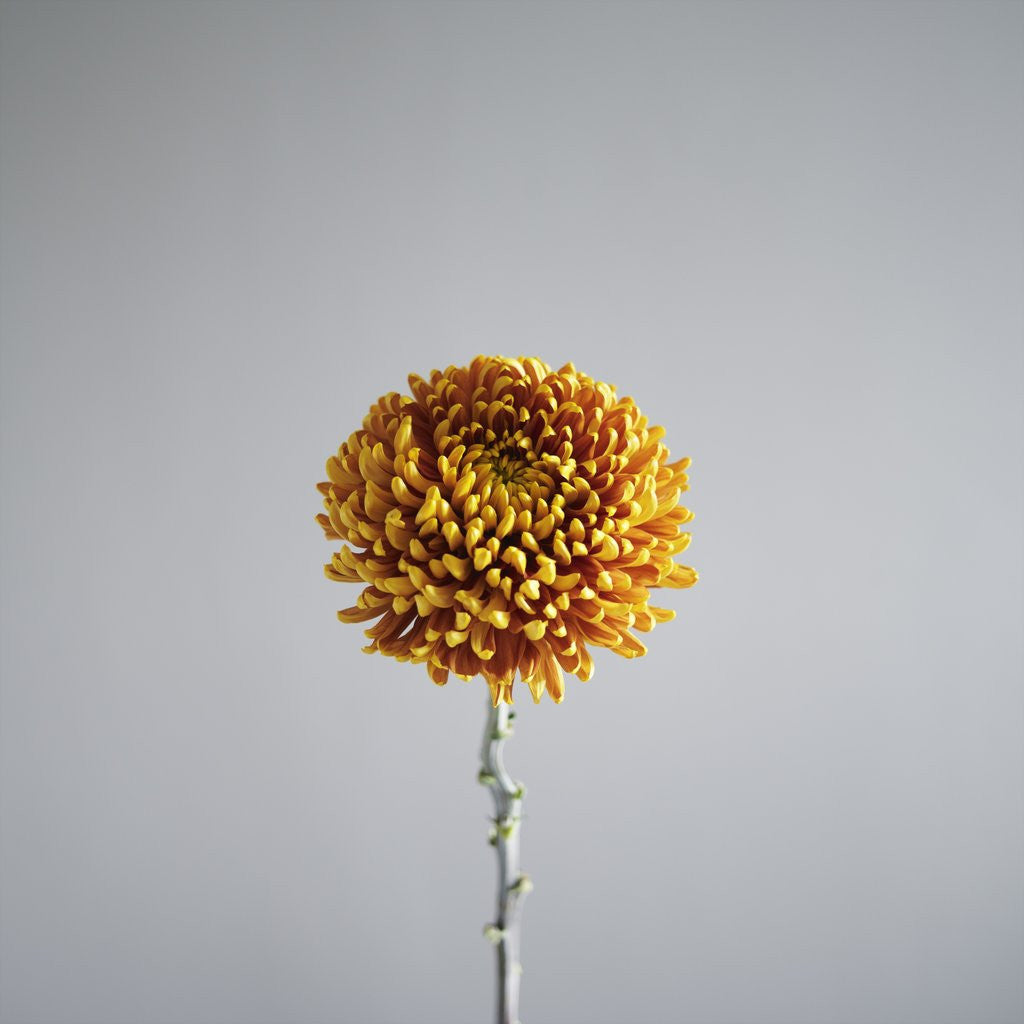 Detail of Orange Flower by Anonymous