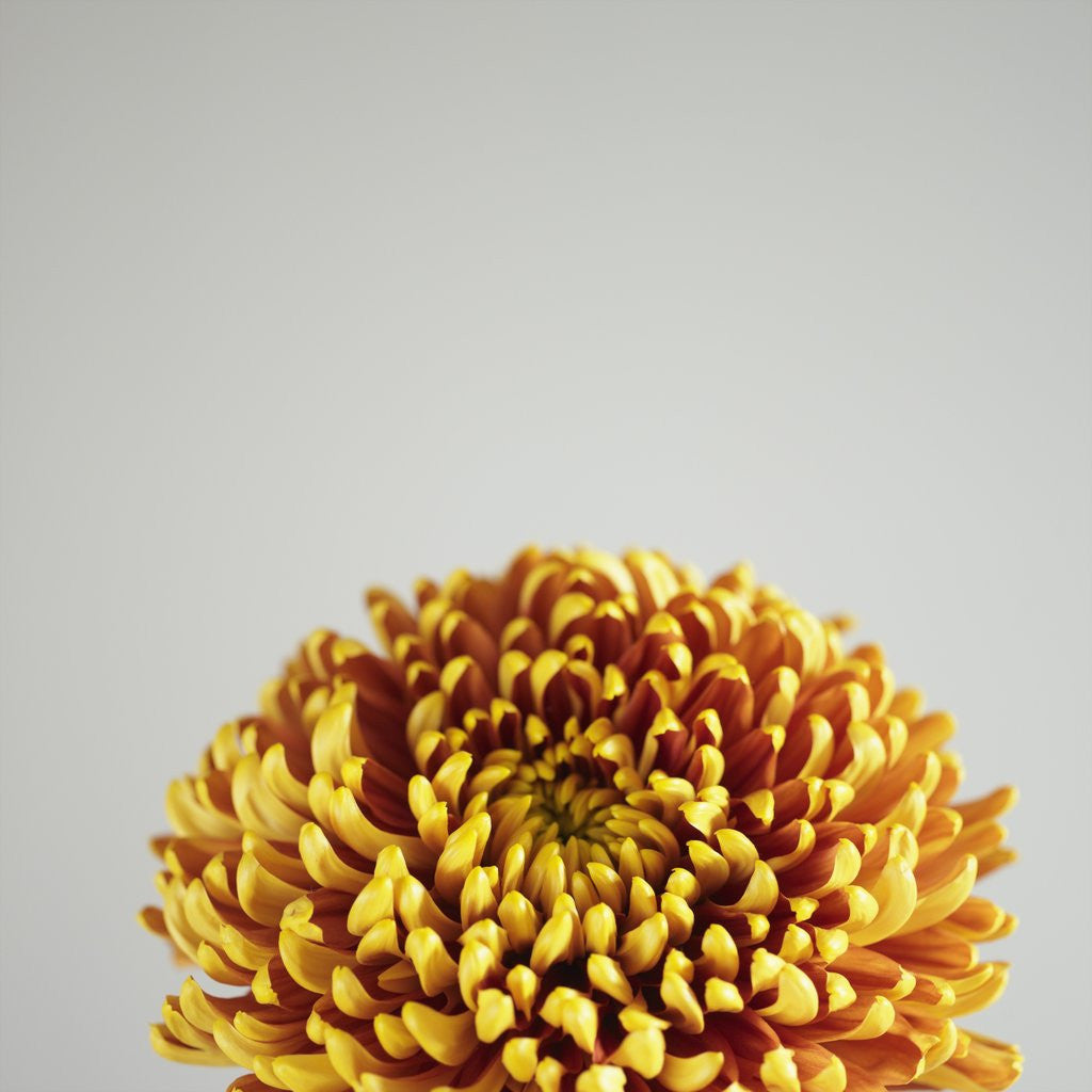 Detail of Orange Flower by Corbis
