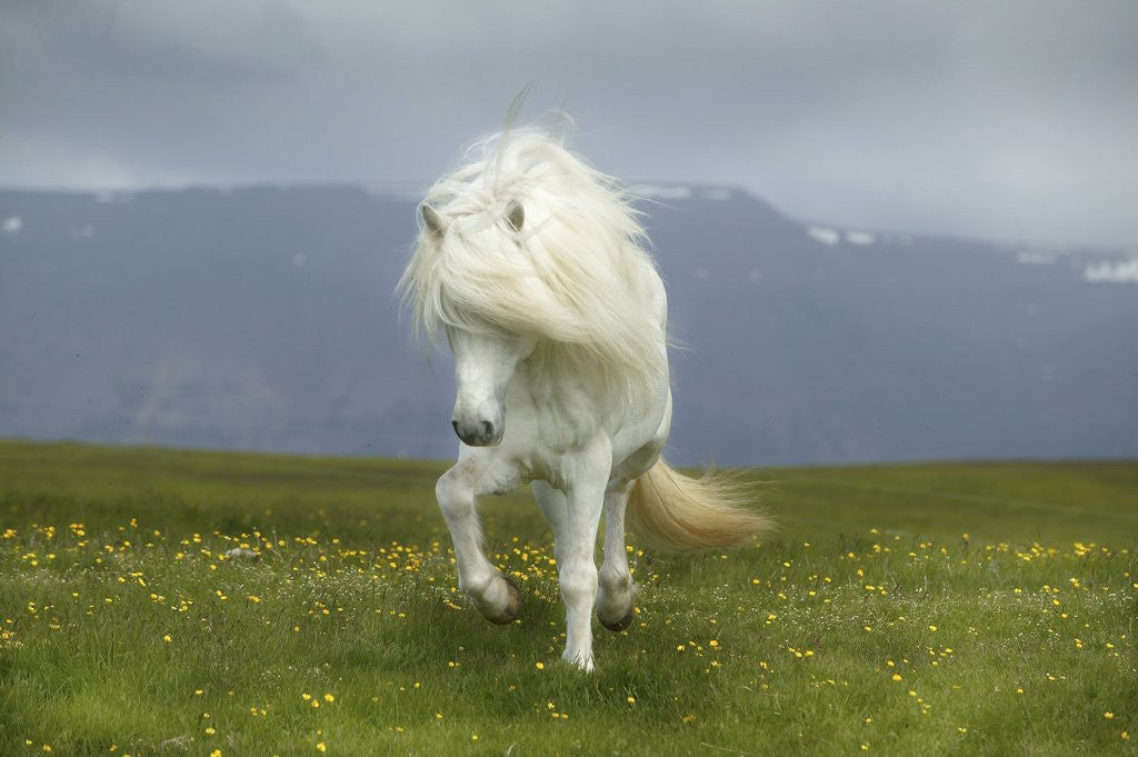 Detail of Icelandic Pony by Anonymous