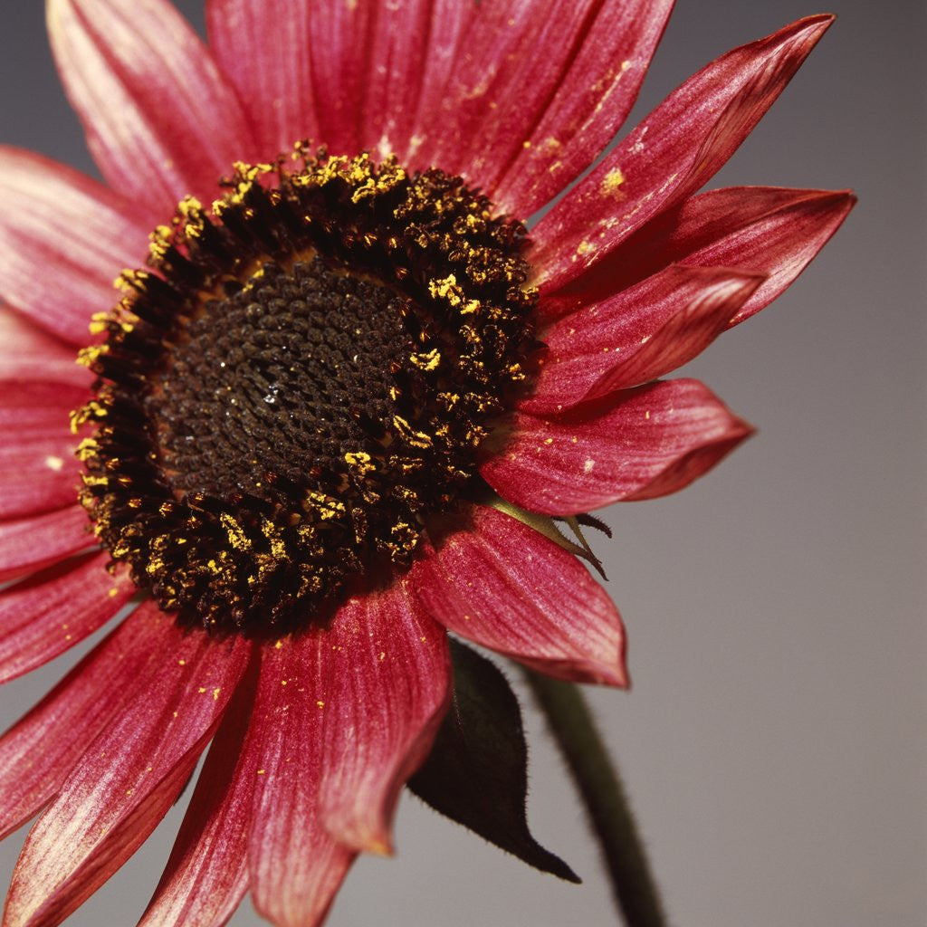 Detail of Sun Flower off Center by David Roseburg