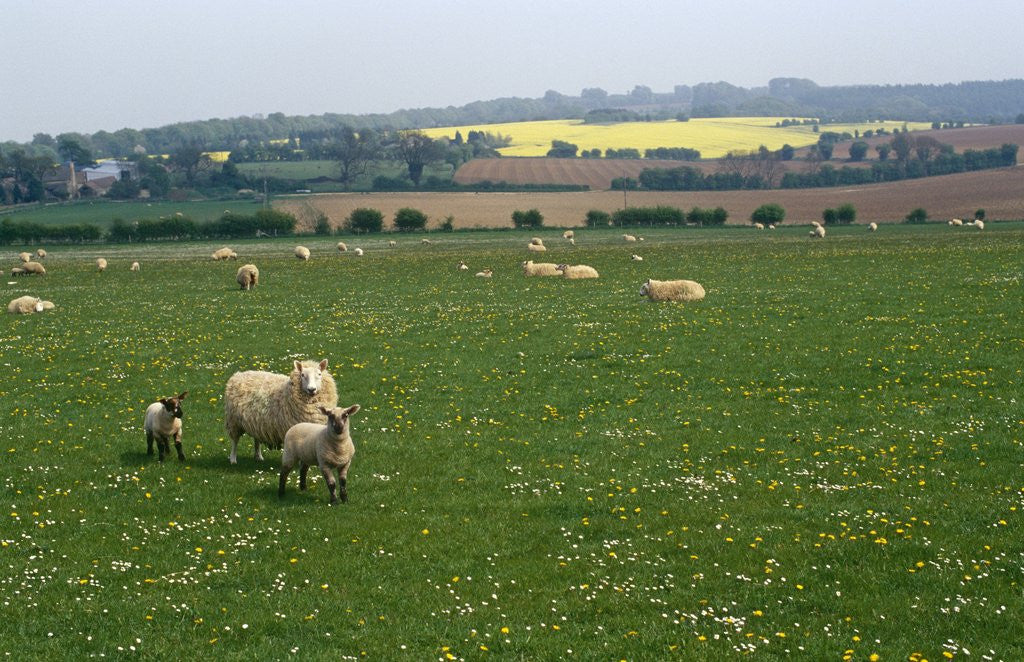 Detail of Sheep in Meadow in England by Anonymous