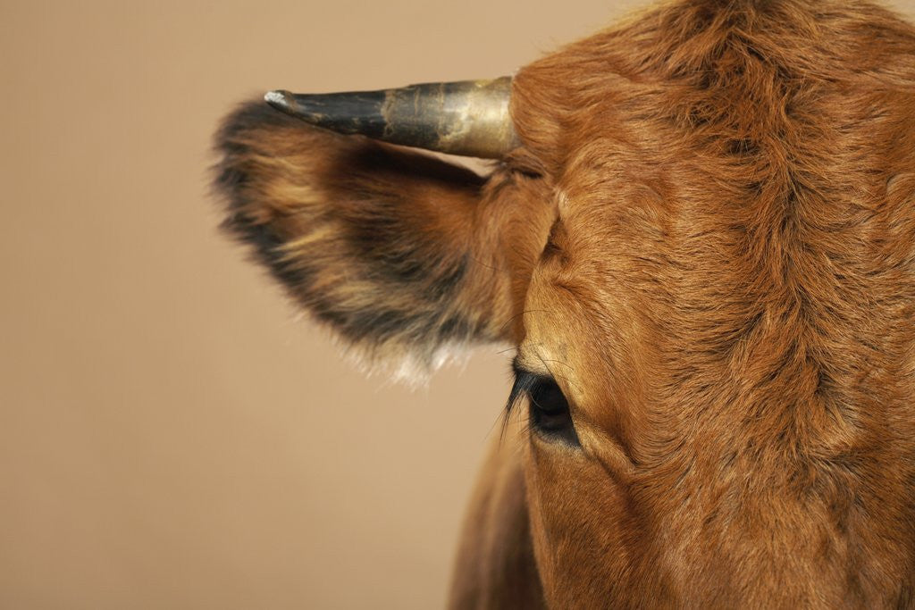 Detail of Cow's Face by Anonymous