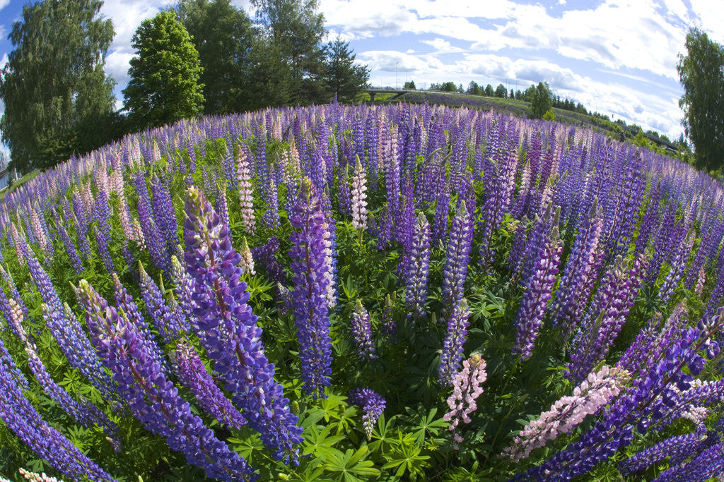 Detail of Russel Lupine in large field in Olso Norway near the airport. by Anonymous