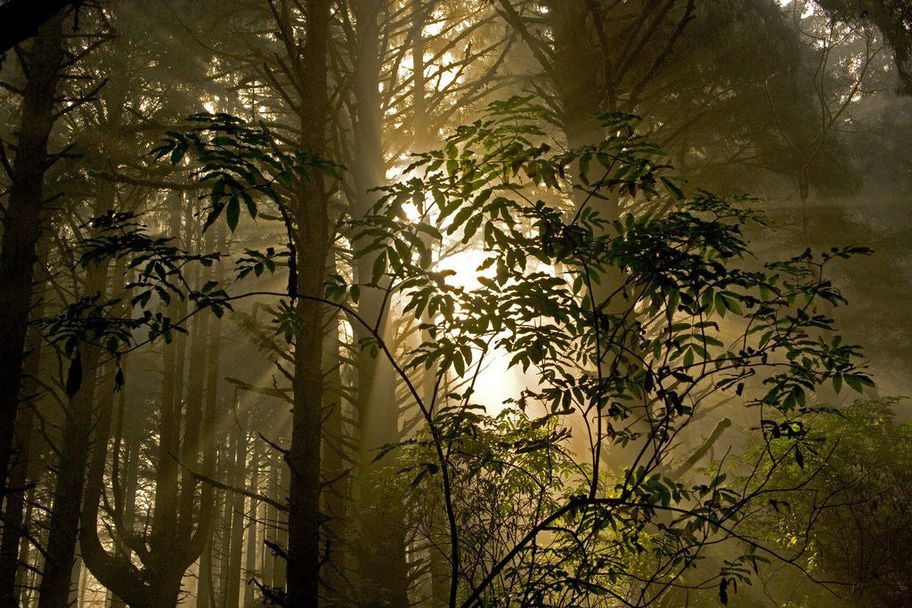 Detail of Fog in Sitka Spruce on Oregon Coast by Anonymous