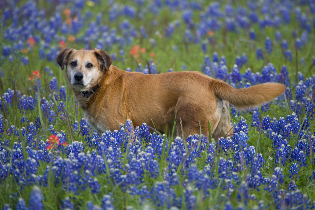 Detail of Dog in Field of Blue Bonnets by Corbis