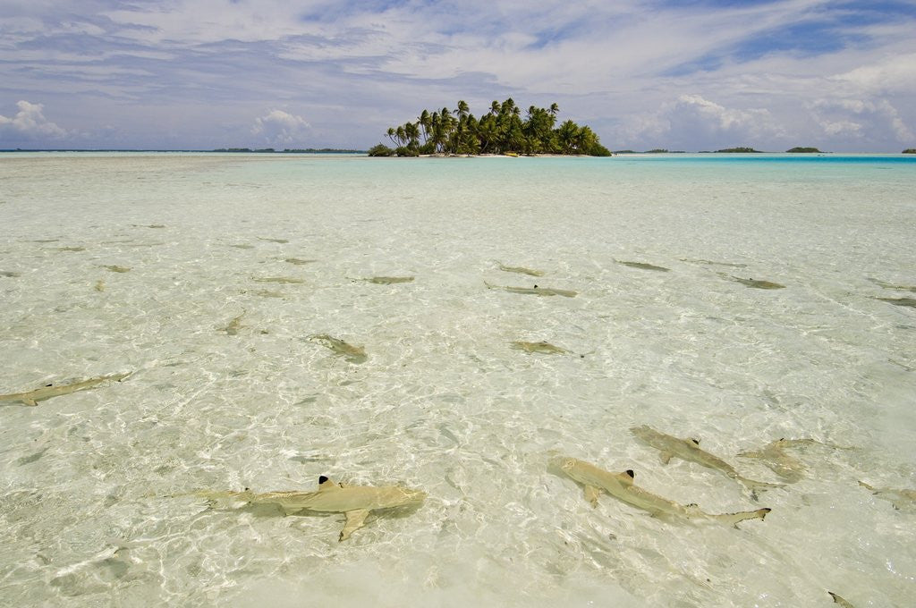 Detail of Sharks at Blue Lagoon Beach by Anonymous