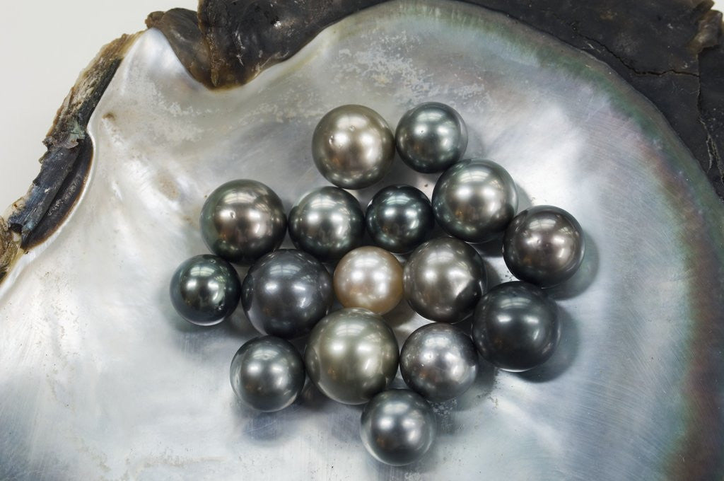 Detail of Black Pearls in Shell by Anonymous