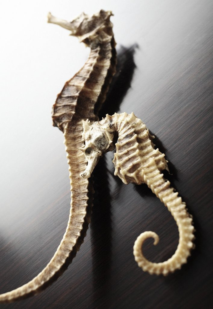 Detail of Dried Seahorses by Corbis