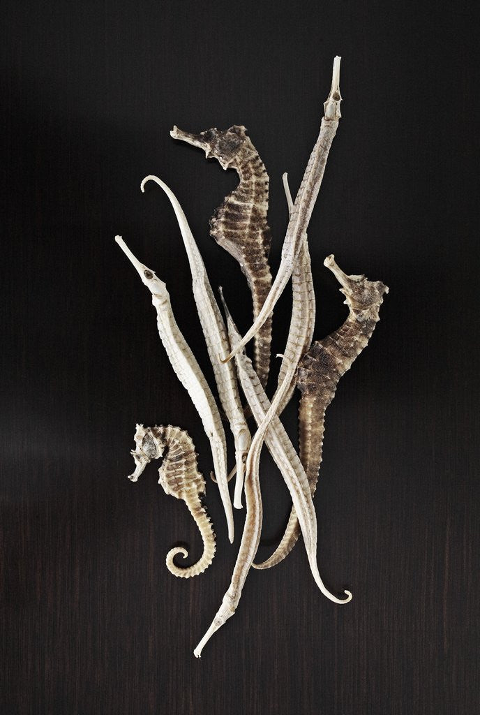 Detail of Dried Seahorses and Pipefish by Anonymous